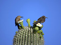 A Gila Woodpecker and a Crissal Thrasher having a heated discussion while feeding on saguaro cactus flowers.